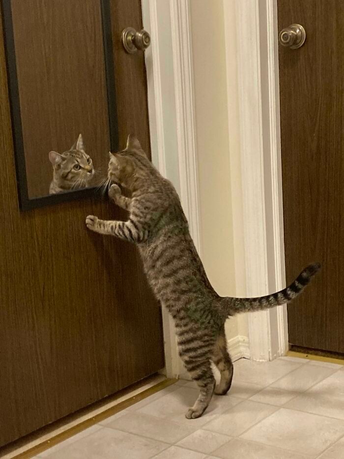 38 fotos do mês de Junho de bichinhos de resgate mais saudáveis 33