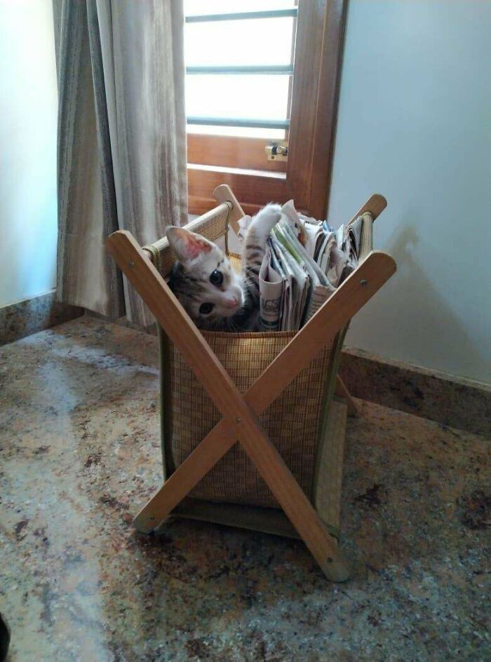 38 fotos do mês de Junho de bichinhos de resgate mais saudáveis 34