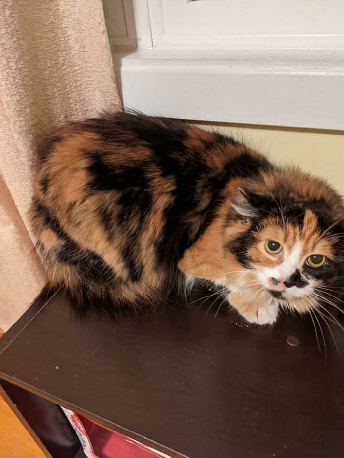 38 fotos do mês de Junho de bichinhos de resgate mais saudáveis 36