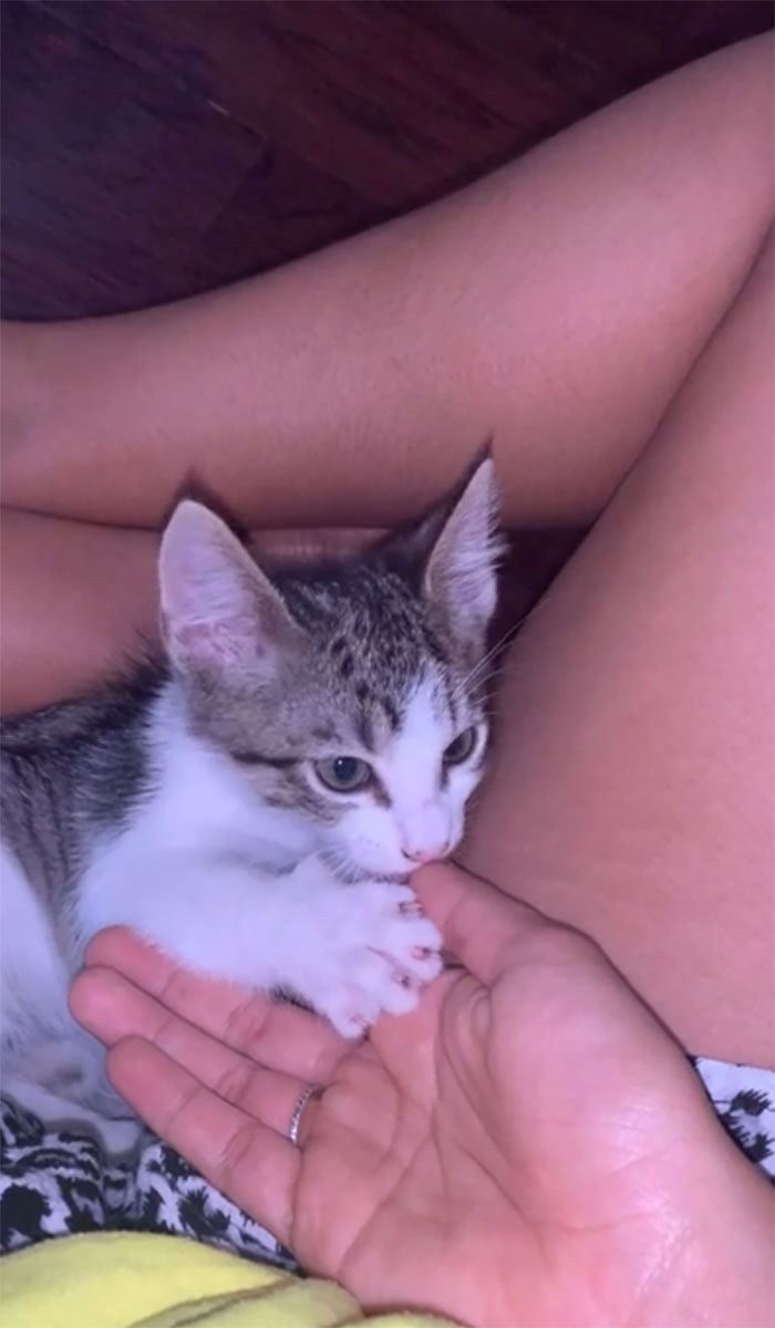 38 fotos do mês de Junho de bichinhos de resgate mais saudáveis 37