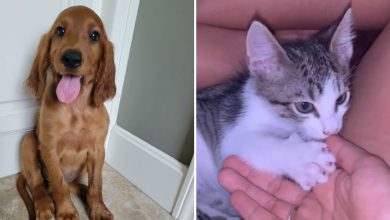 38 fotos do mês de Junho de bichinhos de resgate mais saudáveis 9