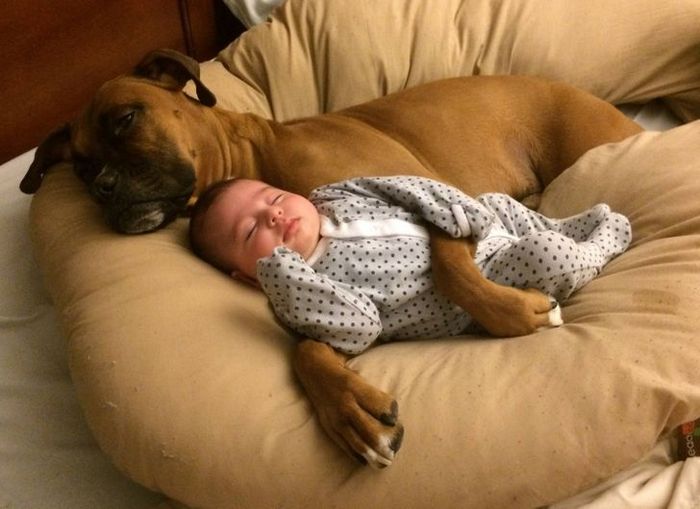 19 fotos que provam que a ligação entre humanos e animais é mais forte do que a super cola 14