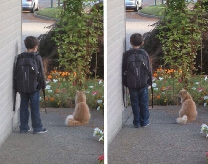 19 fotos que provam que a ligação entre humanos e animais é mais forte do que a super cola 19