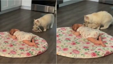 Gata leva seu filhote para ficar junto com bebezinho 7