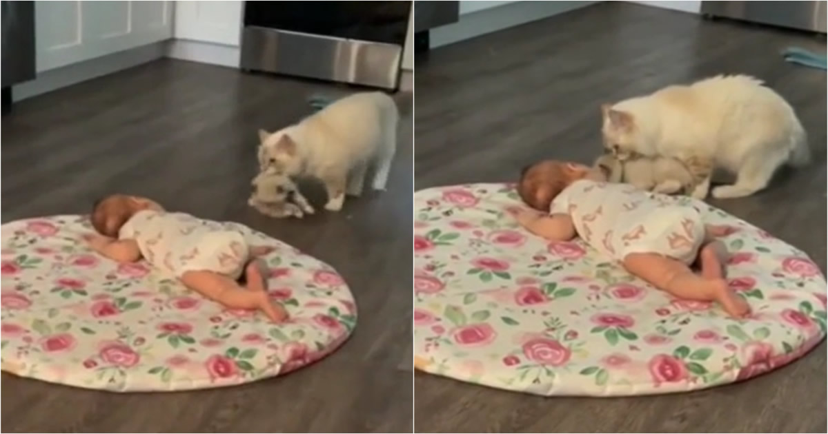 Gata leva seu filhote para ficar junto com bebezinho