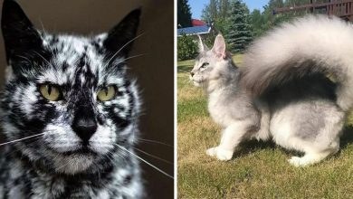 39 gatinhos que tem características únicas 47