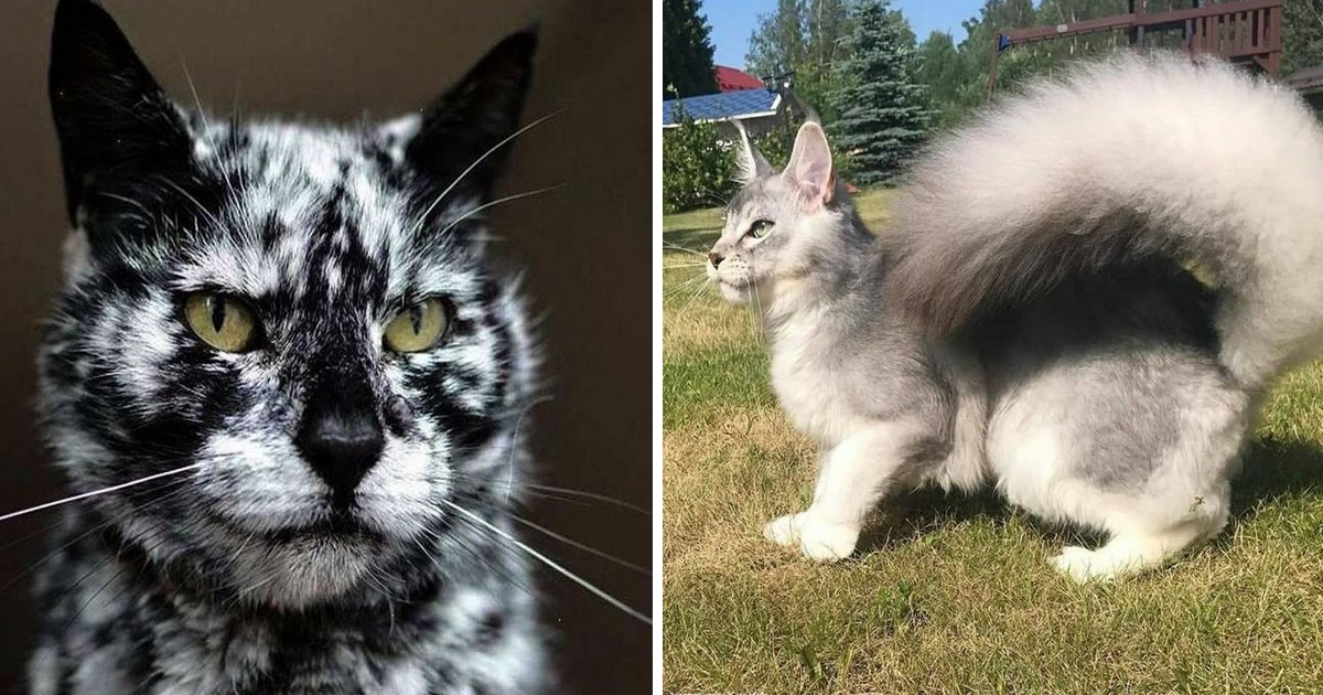 39 gatinhos que tem características únicas