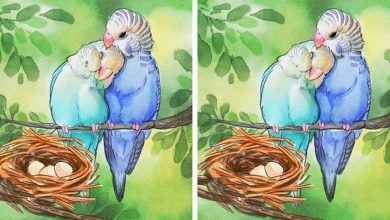 Jogo do erro: Teste sua capacidade de observação e encontra as 3 diferenças nas imagens 8