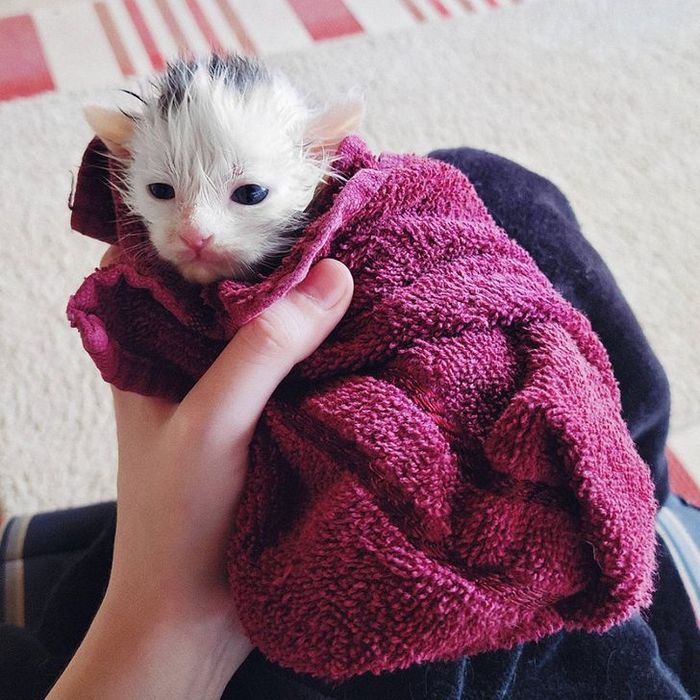 26 animais de estimação que não gosta de tomar banho 2