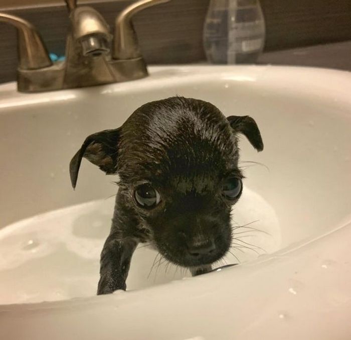 26 animais de estimação que não gosta de tomar banho 3