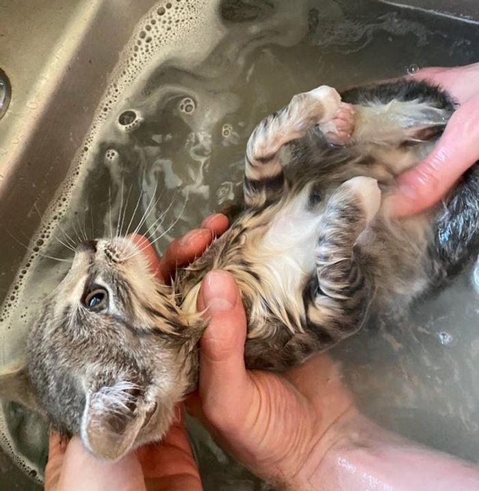 26 animais de estimação que não gosta de tomar banho 4