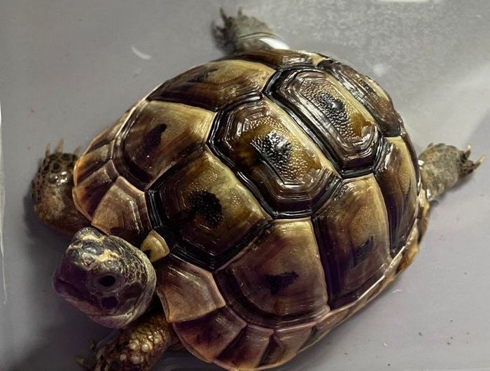 26 animais de estimação que não gosta de tomar banho 5