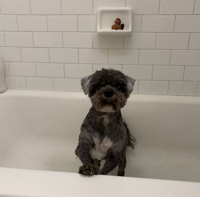 26 animais de estimação que não gosta de tomar banho 6