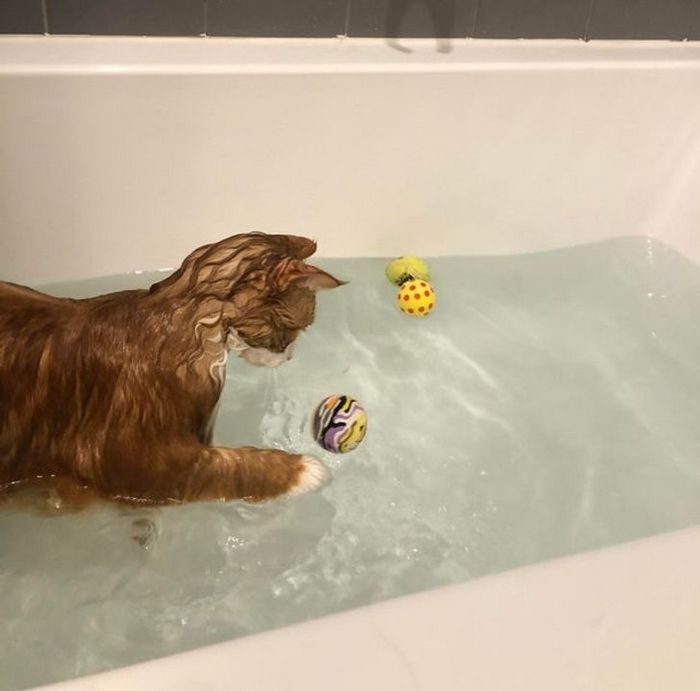 26 animais de estimação que não gosta de tomar banho 8