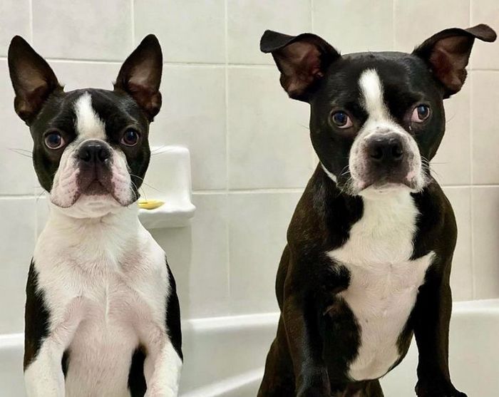 26 animais de estimação que não gosta de tomar banho 13