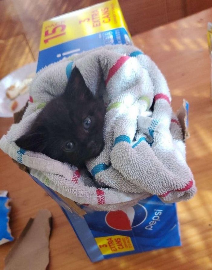 26 animais de estimação que não gosta de tomar banho 14