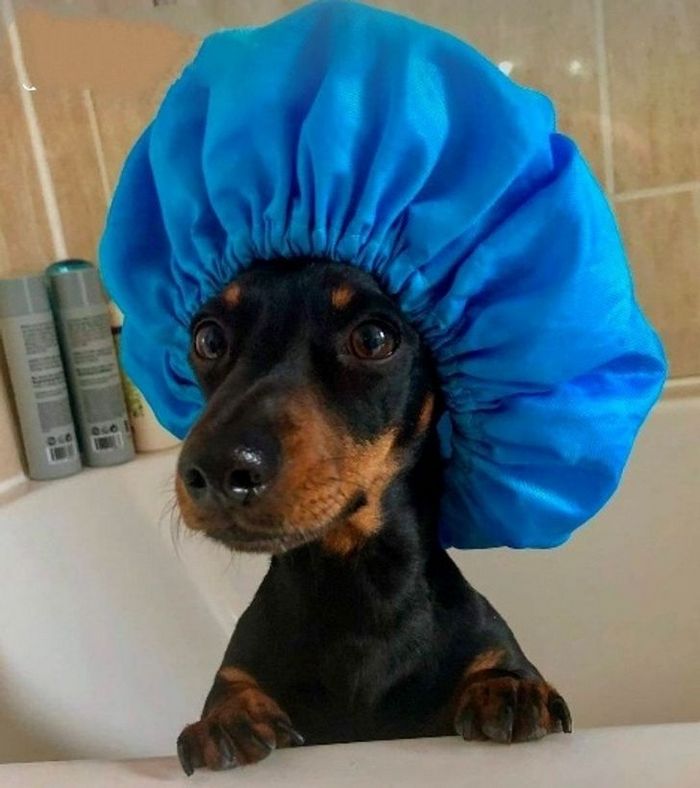 26 animais de estimação que não gosta de tomar banho 15