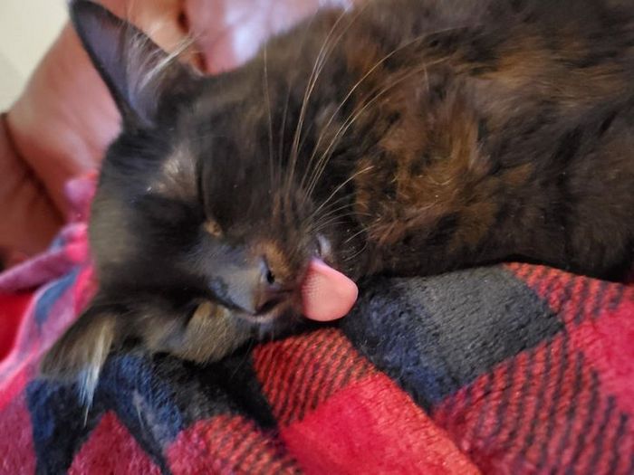 26 animais de estimação que não gosta de tomar banho 18