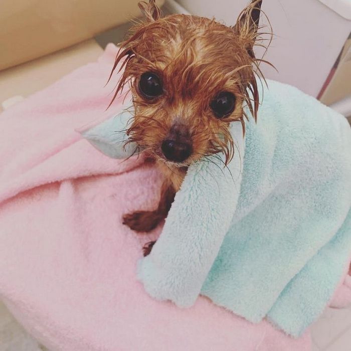 26 animais de estimação que não gosta de tomar banho 19