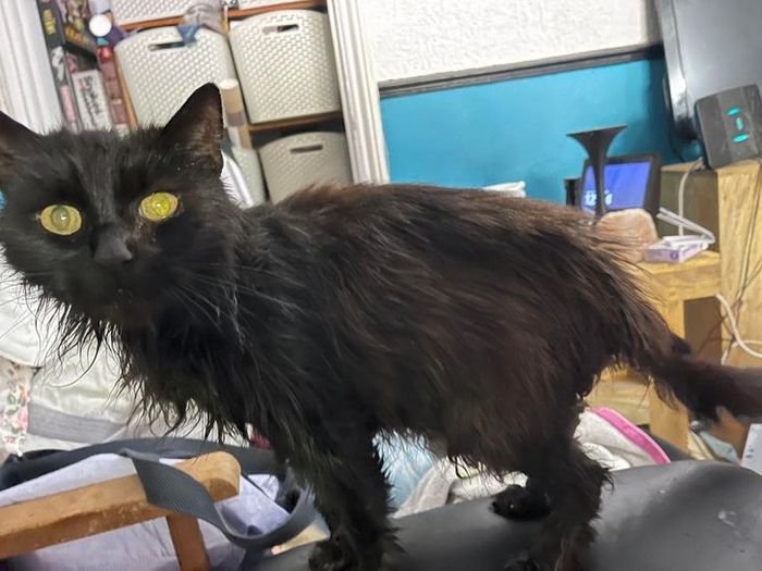 26 animais de estimação que não gosta de tomar banho 20