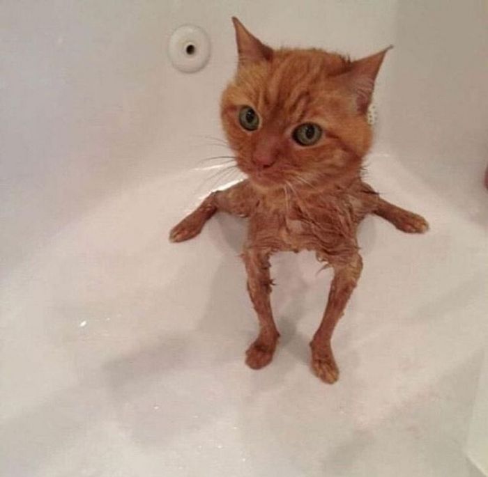 26 animais de estimação que não gosta de tomar banho 22