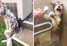 26 animais de estimação que não gosta de tomar banho 8