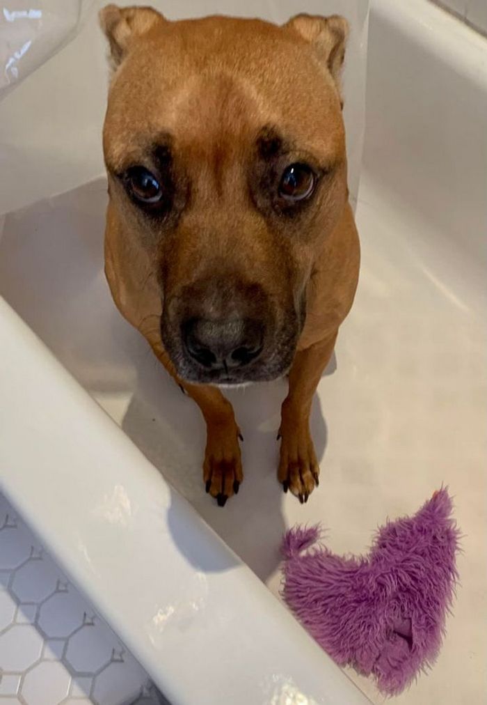 26 animais de estimação que não gosta de tomar banho 23