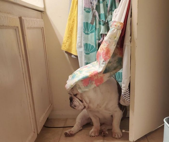 26 animais de estimação que não gosta de tomar banho 24