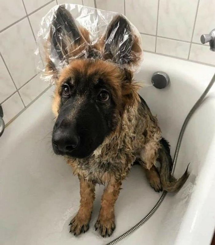 26 animais de estimação que não gosta de tomar banho 26