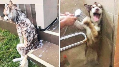 26 animais de estimação que não gosta de tomar banho 27