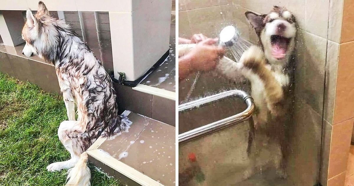 26 animais de estimação que não gosta de tomar banho