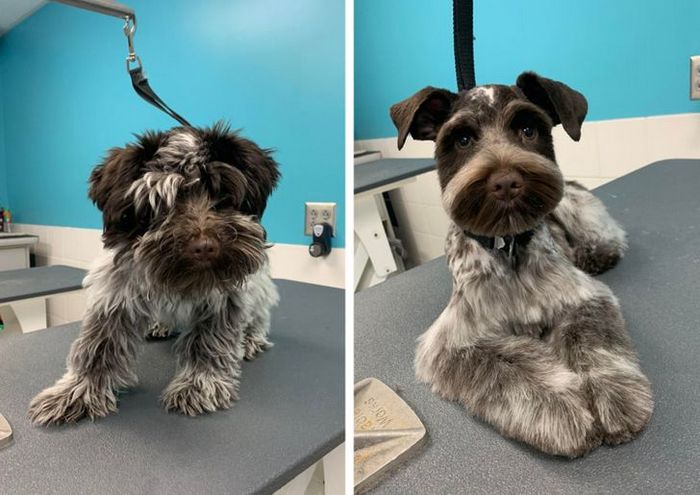 15 cães cujos donos não conseguiam reconhecê-los depois de pegá-los no pet shop 1