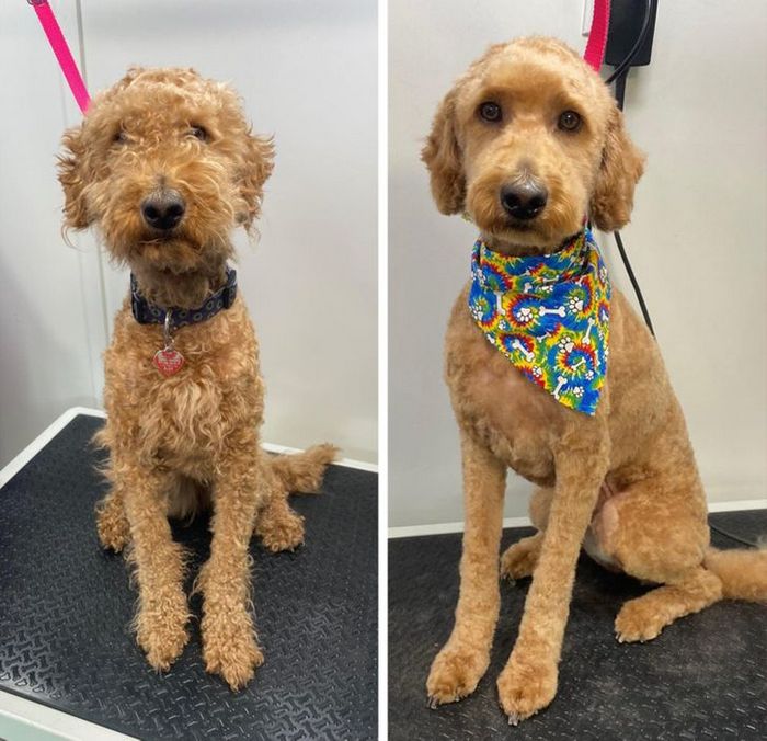 15 cães cujos donos não conseguiam reconhecê-los depois de pegá-los no pet shop 2