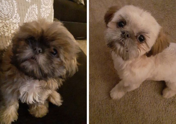 15 cães cujos donos não conseguiam reconhecê-los depois de pegá-los no pet shop 5