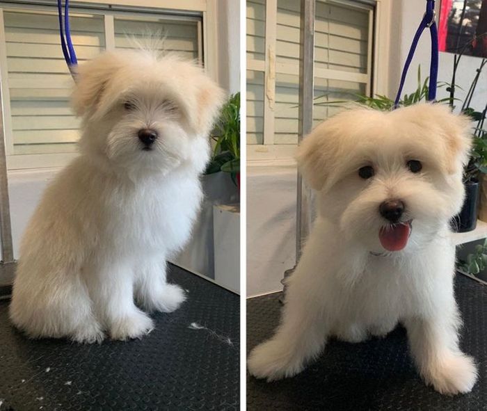 15 cães cujos donos não conseguiam reconhecê-los depois de pegá-los no pet shop 7