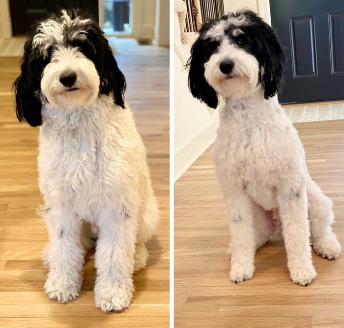 15 cães cujos donos não conseguiam reconhecê-los depois de pegá-los no pet shop 8