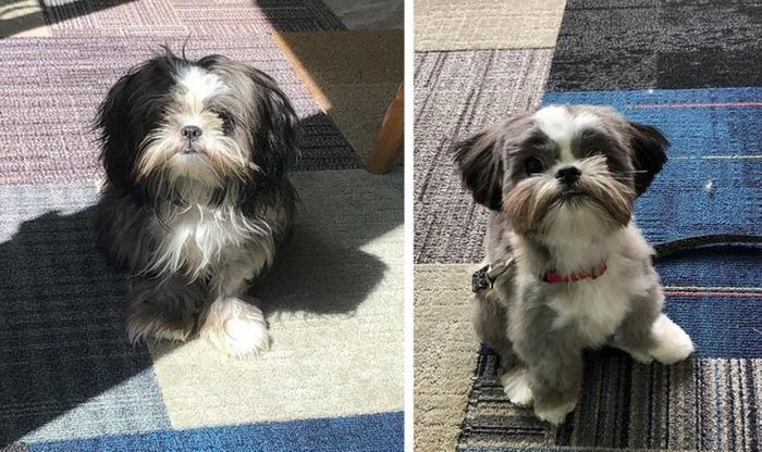 15 cães cujos donos não conseguiam reconhecê-los depois de pegá-los no pet shop 9