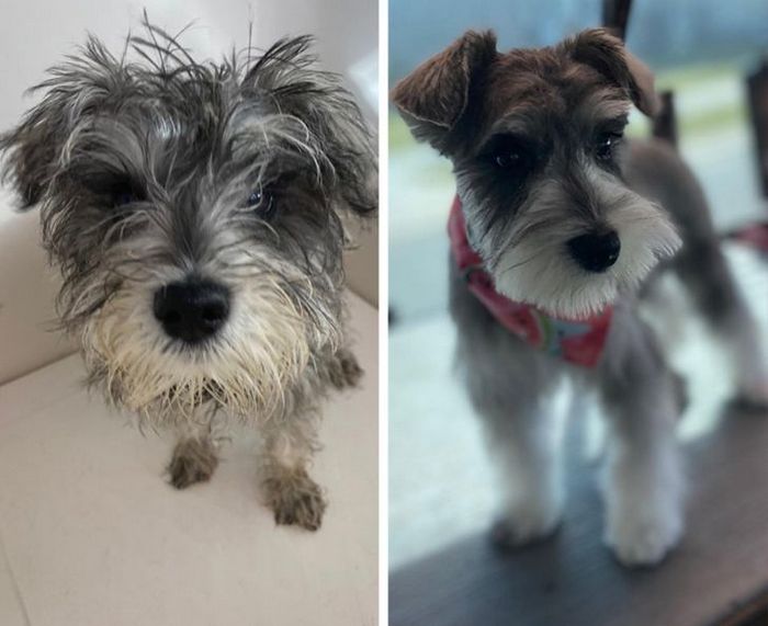 15 cães cujos donos não conseguiam reconhecê-los depois de pegá-los no pet shop 10