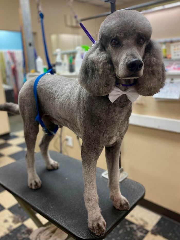 15 cães cujos donos não conseguiam reconhecê-los depois de pegá-los no pet shop 11