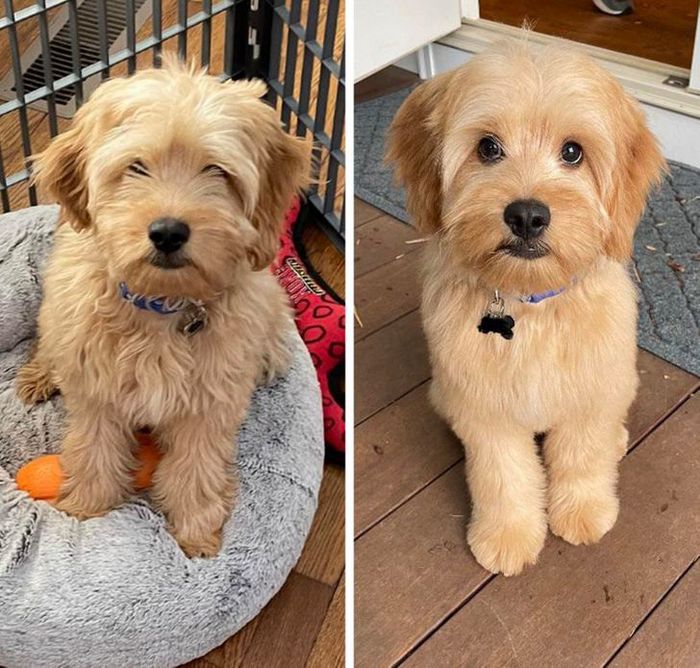 15 cães cujos donos não conseguiam reconhecê-los depois de pegá-los no pet shop 12