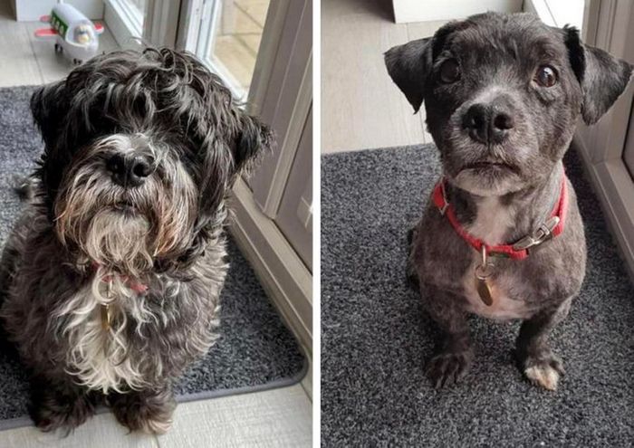 15 cães cujos donos não conseguiam reconhecê-los depois de pegá-los no pet shop 13