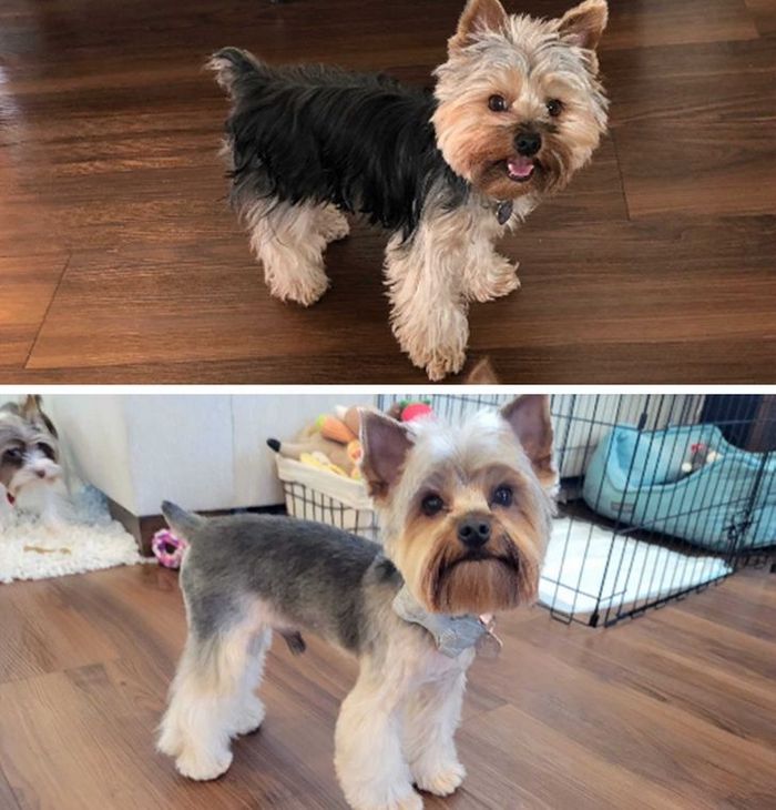 15 cães cujos donos não conseguiam reconhecê-los depois de pegá-los no pet shop 15