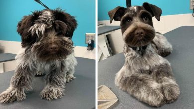 15 cães cujos donos não conseguiam reconhecê-los depois de pegá-los no pet shop 30