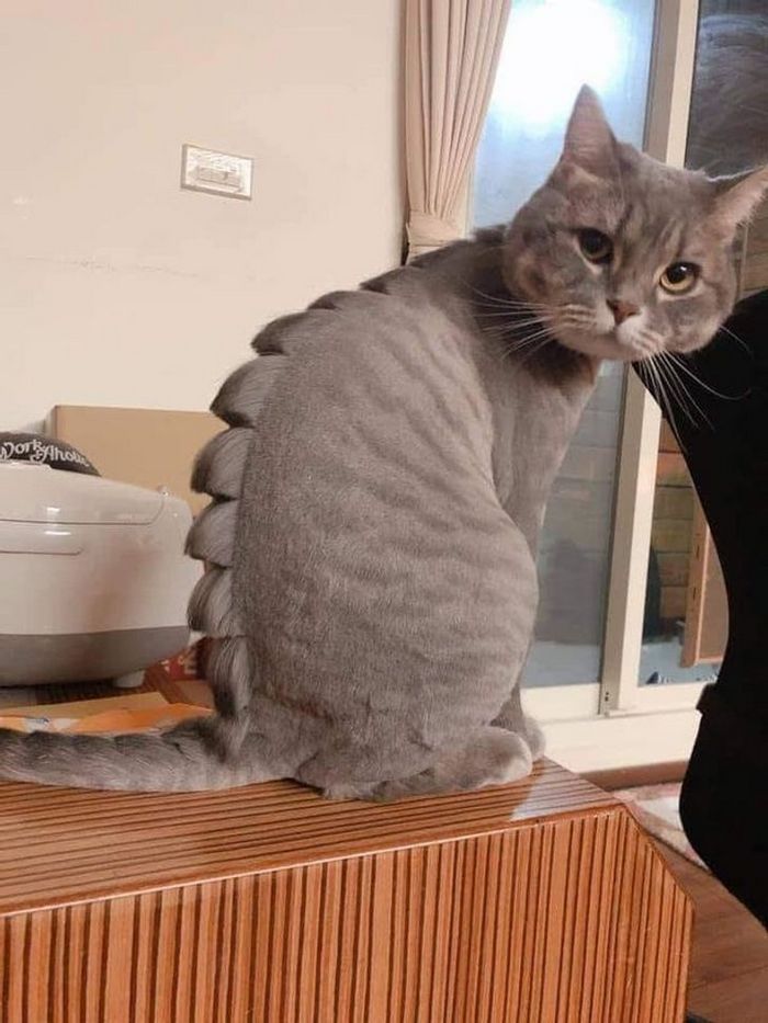 15 cães cujos donos não conseguiam reconhecê-los depois de pegá-los no pet shop 17