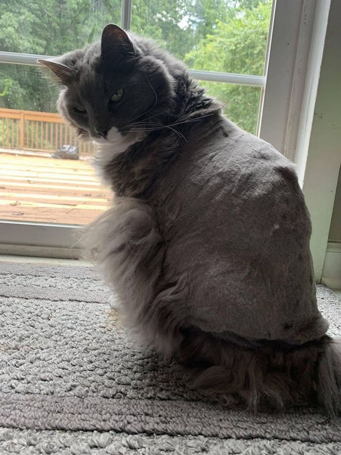 15 cães cujos donos não conseguiam reconhecê-los depois de pegá-los no pet shop 18