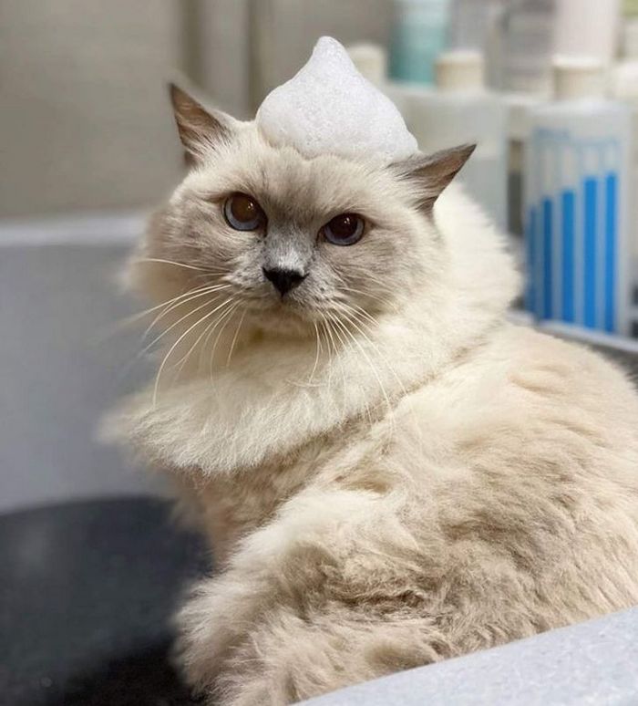 15 cães cujos donos não conseguiam reconhecê-los depois de pegá-los no pet shop 19