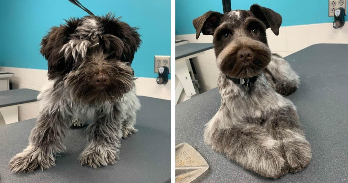 15 cães cujos donos não conseguiam reconhecê-los depois de pegá-los no pet shop