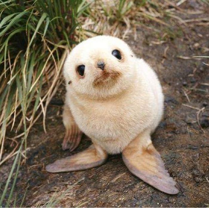 Conta do Instagram com fotos de animais fofos e engraçados (51 fotos) 5