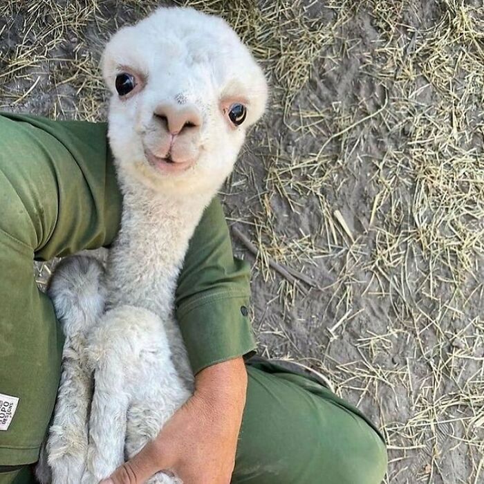 Conta do Instagram com fotos de animais fofos e engraçados (51 fotos) 7