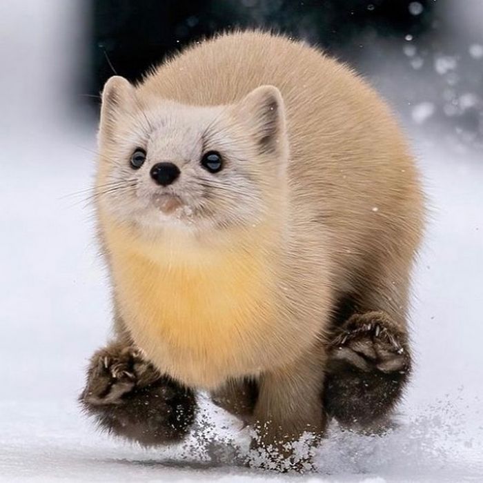 Conta do Instagram com fotos de animais fofos e engraçados (51 fotos) 8